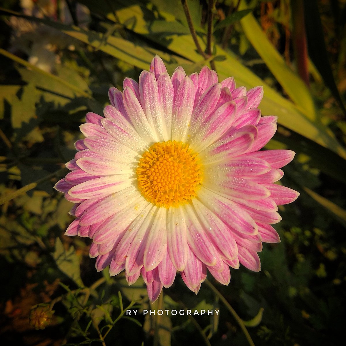 RY__Films's tweet photo. ClickBy @RY__FILMS
#photooftheday #superbflowers #flowers #flower #bestflowerspic #flowerstagram #flowerslovers #photography #naturelovers #nature #naturephotography #natureshots #worldphotography #wallpaper #rohitmhds #ryclick #ryfilms #ryphotography #rohityadav #rohityadavfilms https://t.co/oSCNFIrnG7