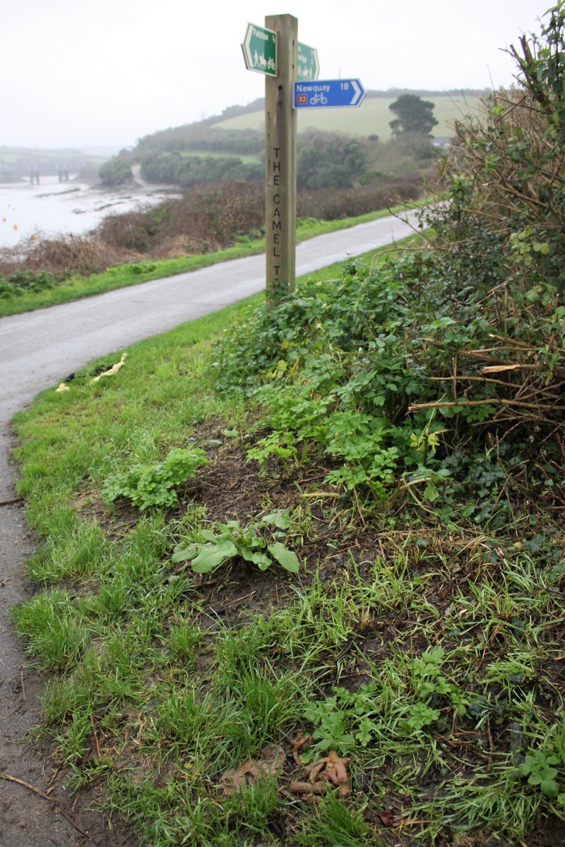 Today we did a #2MinuteLitterPick

#DontBeATosser make a #NewYearsResolution to make sure that you #BagItAndBinIt

We cleared up after people who won't clear up their own mess. Bags from <a href="/KeepBritainTidy/">Keep Britain Tidy</a> 

Fixed penalty of £100 when caught by <a href="/CornwallCouncil/">@cornwallcouncil</a> #LitterlessCornwall