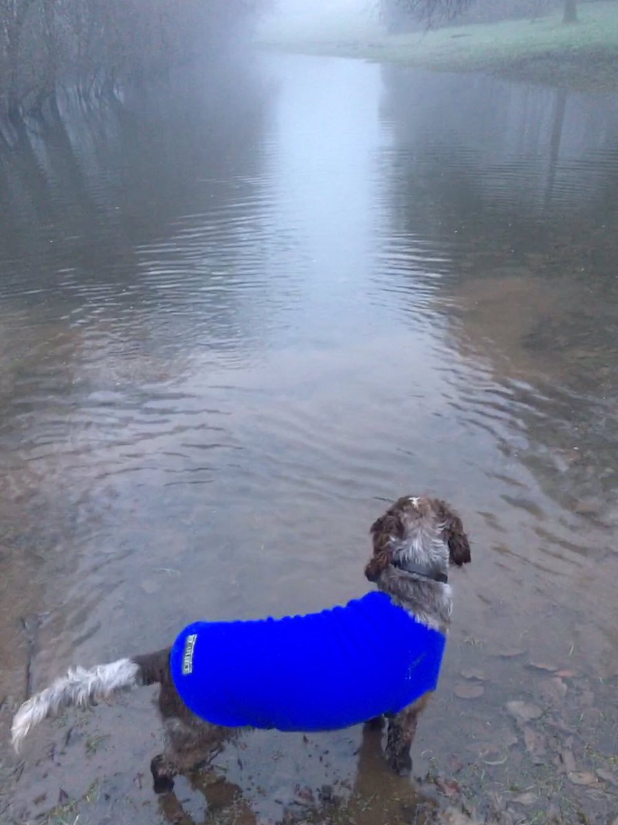JennyYoung1985's tweet photo. Christmas holidays in the land of puddles deep enough to swim in! @CliveSpaniel https://t.co/LXtv0iasIK