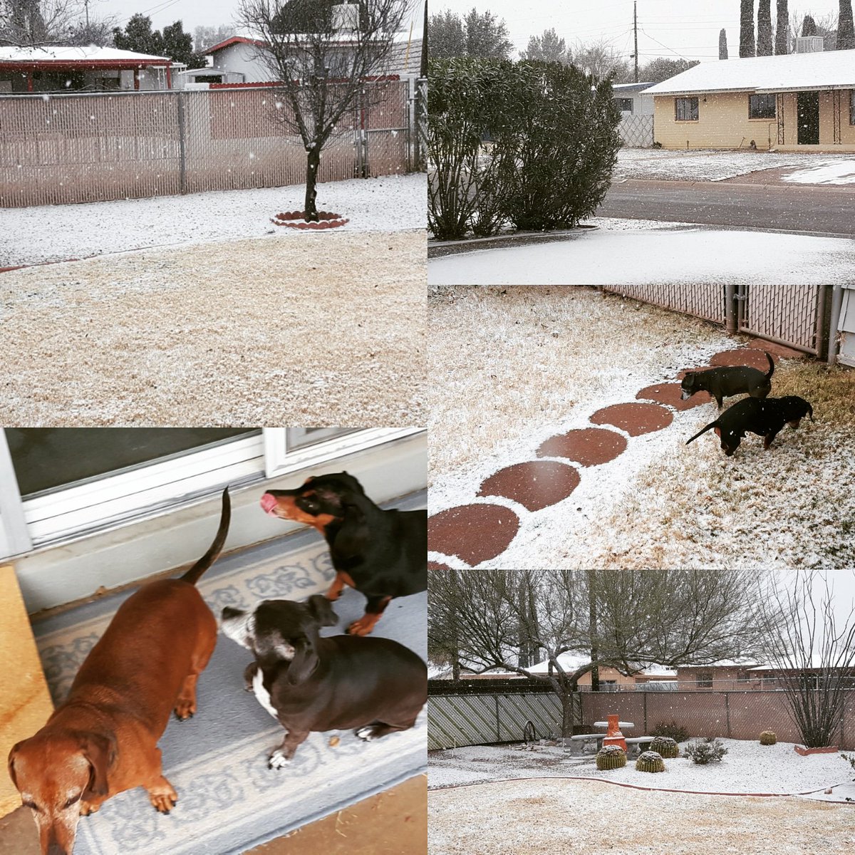 We don't typically wake up to #snow in the #desert. The dogs were NOT impressed. No frolick and play the eskimo way here! Just do their business, run inside and back under blankets!! #dogsofinstagram #dauchshund #dauchshundlove #arizonaauthor #arizona #authorlife #bjkurtz