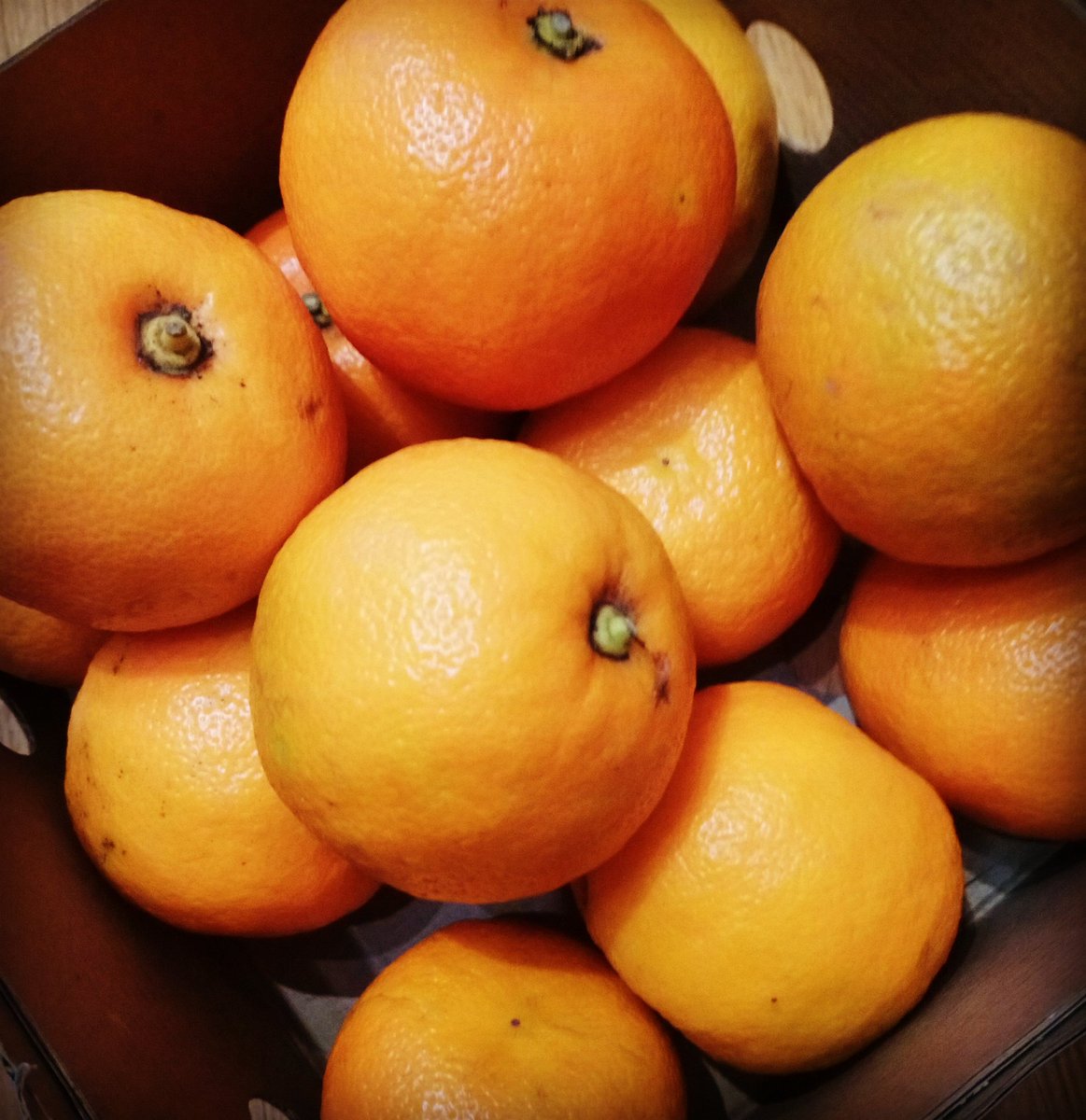 FairBrownies's tweet photo. My god these Seville oranges pack a flavour punch! Possibly my favourite seasonal treat. Orange brownies just got yummier. No baking at the moment but January's a-coming. x https://t.co/4wWDJJd3TB