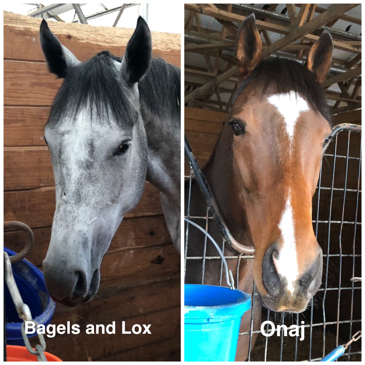 Ultrachamps's tweet photo. Team Ultra Champs has two runners today. First up in race 2 @LaurelPark is Bagels and Lox. She breaks from post 6 & is morning line 3-1. Next up in race 7 @HollywoodPenn is Onaj & he breaks from post 8 & is morning line 2-1. Good luck & safe trip to all! #UCR #bagels #onaj https://t.co/2Ug9b0lmUI