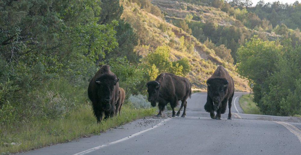 vik_photo's tweet photo. https://t.co/VxOpJWJFrz

#travel #america #nationalParks https://t.co/OAvZ9d8r3U