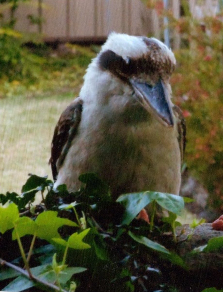 kathleengadalof's tweet photo. #Australan #Kookaburra https://t.co/ykcN55SFlq