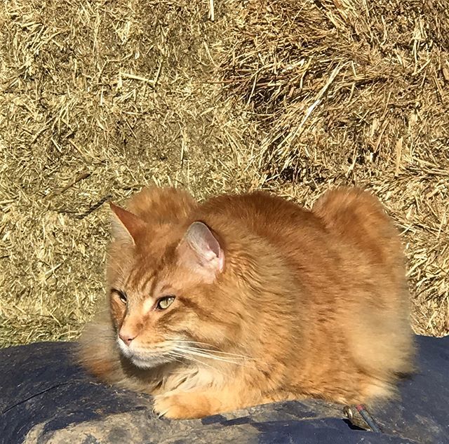 Clickerpferde's tweet photo. Today our beautiful barn cat Razzo joined me #igfb https://t.co/U98WzXSFtS https://t.co/kGTYwIeePn