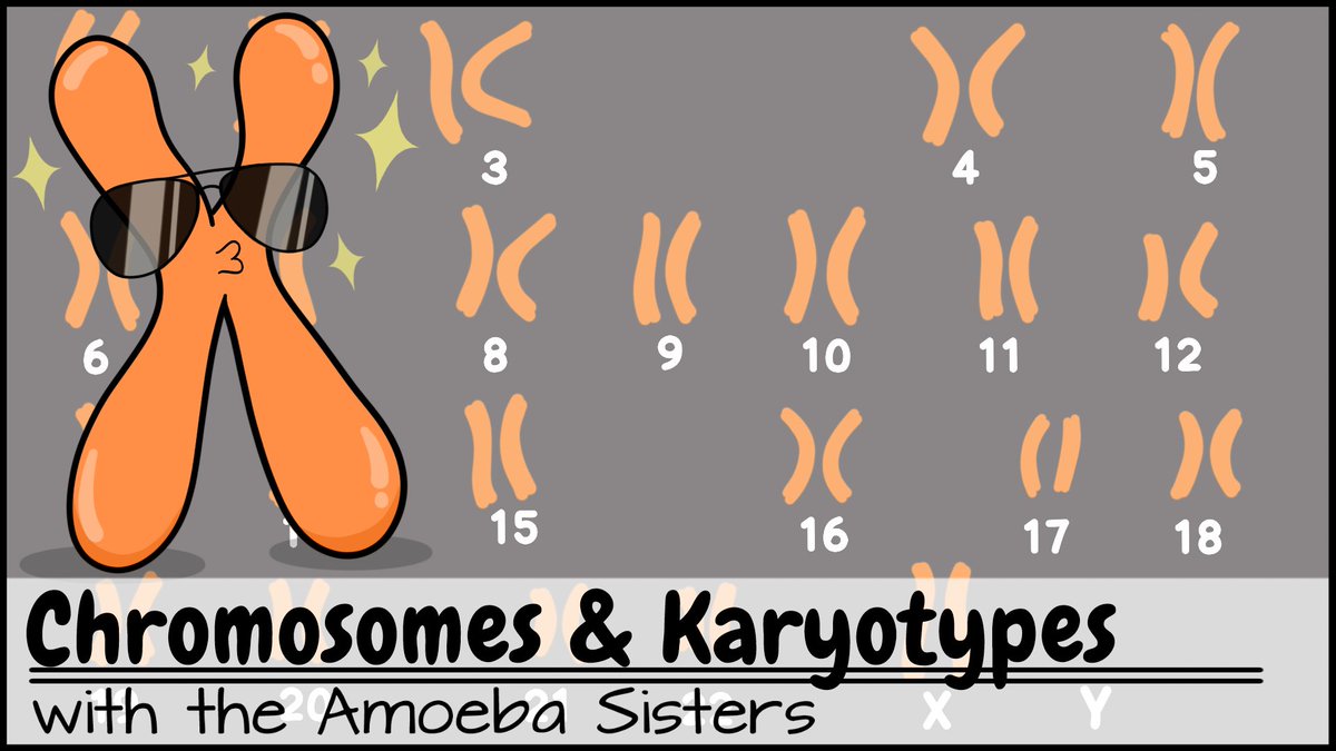 AmoebaSisters's tweet image. Spanish Subtitles for Chromosomes and Karyotypes ▶️ youtu.be/mBq1ULWJp_M (P.S. The subtitles for this #edu YouTube video were translated by a biology class in Spain! 🎉 You can see details at end of these subtitles.) #flipclass #scicomm #edtech 2/3