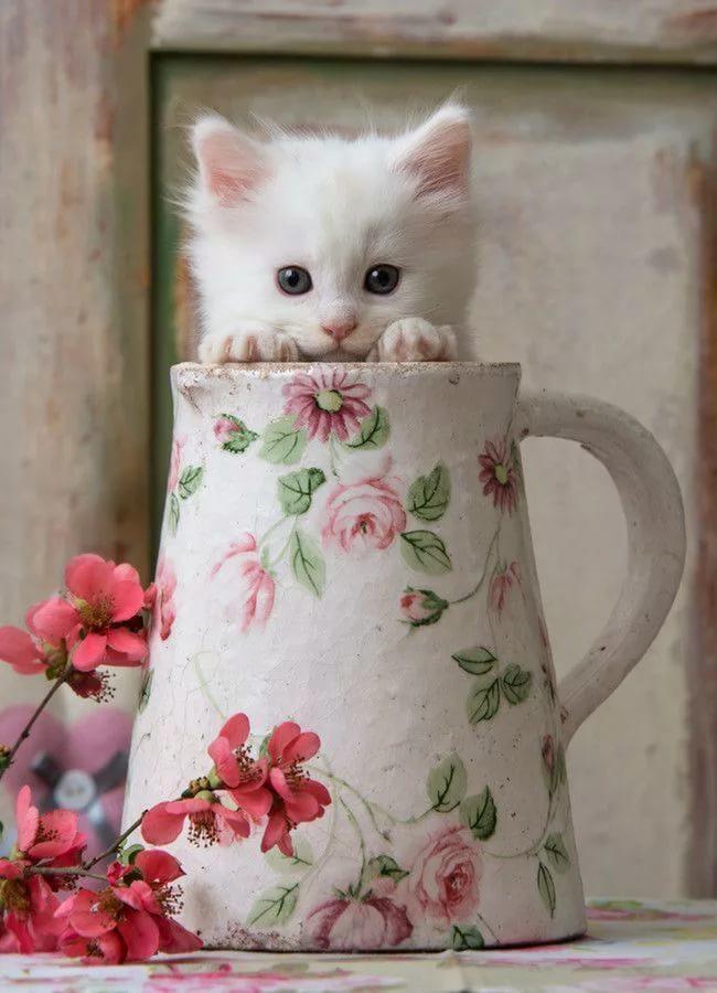 Сказать, открытки с котиками с днем рождения
