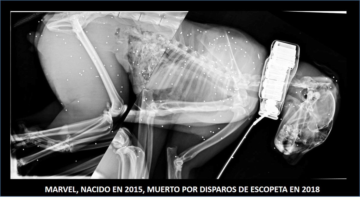El 28/12/18 localizado muerto poe el radiocollar a MARVEL, lince iberico de Guadalmellato. En necropsia más de 300 plomos de escopeta:disparo a bocajarro
¡¡Sucesos asi son dramáticos para el esfuerzo de 2 paises y22 socios!!! <a href="/MedioAmbAND/">Consejería de Sostenibilidad y Medio Ambiente</a> <a href="/iberlinceEU/">Life+IBERLINCE</a> <a href="/ivillaecija/">Inma Villaécija</a> <a href="/andaluciacaza/">Federación Andaluza de Caza</a>