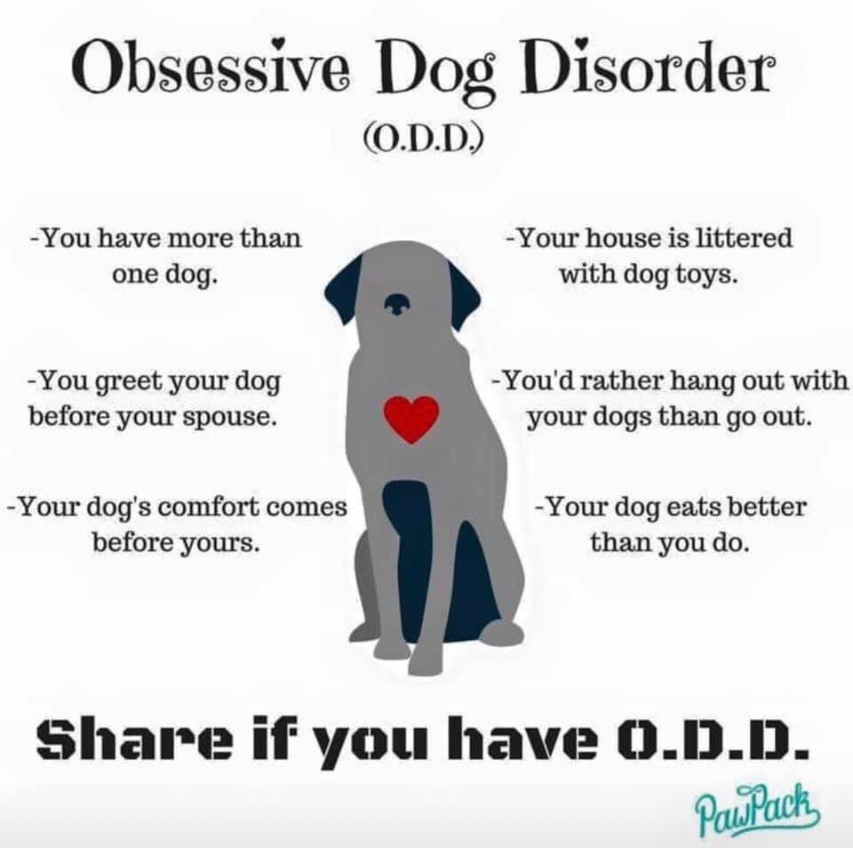 K9s of Valor tweet media