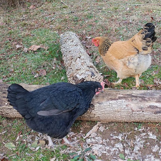 PamsBackyard's tweet photo. Old logs equal yummy insect finds! #pamsbackyardchickens #blackaustralorp #buffbrahma #instachicken #freerangehens #freerangechickens #chickensofinstagram #chickensofig #backyardflock #poultrypose https://t.co/nMIZgNiZ1j https://t.co/EscvZrDnlI