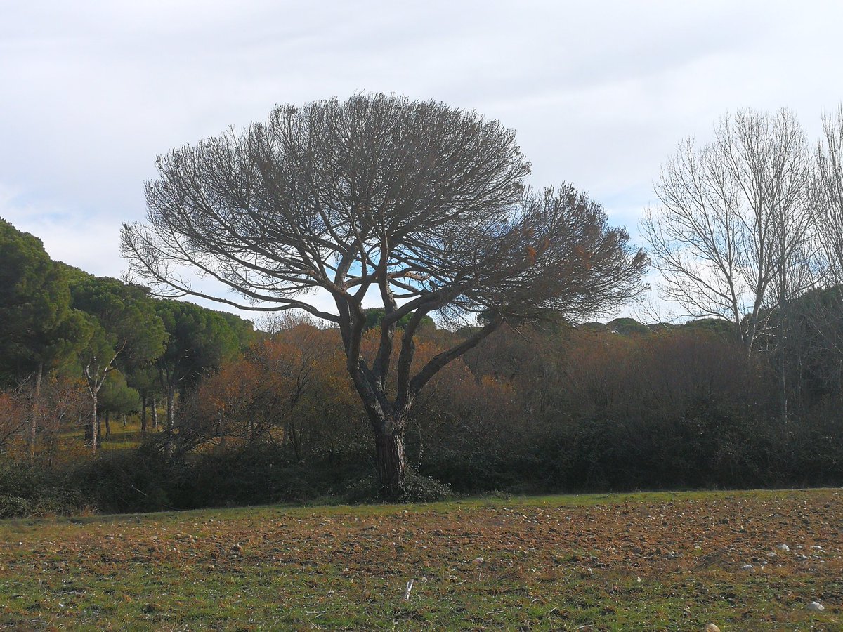 rafacalama2's tweet image. Decaimiento y mortalidad súbita (6 meses entre las 2 primeras fotos) en #pinuspinea. ¿Clima, patógenos, perfoeadoees, abandono? Identificar factores de vulnerabilidad y resistencia uno de los objetivos del proyecto #oldpine @OldGrowth_UHU @INIA_es