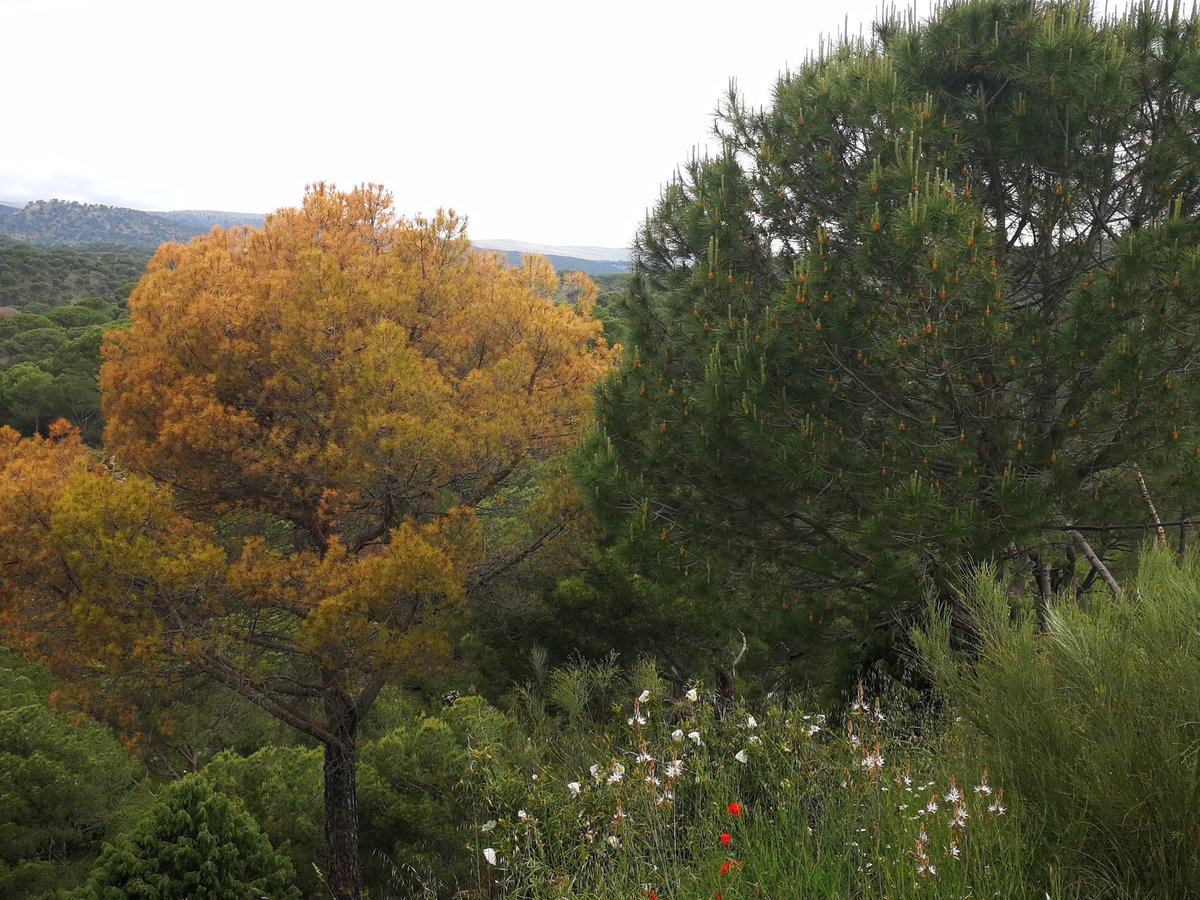 rafacalama2's tweet image. Decaimiento y mortalidad súbita (6 meses entre las 2 primeras fotos) en #pinuspinea. ¿Clima, patógenos, perfoeadoees, abandono? Identificar factores de vulnerabilidad y resistencia uno de los objetivos del proyecto #oldpine @OldGrowth_UHU @INIA_es