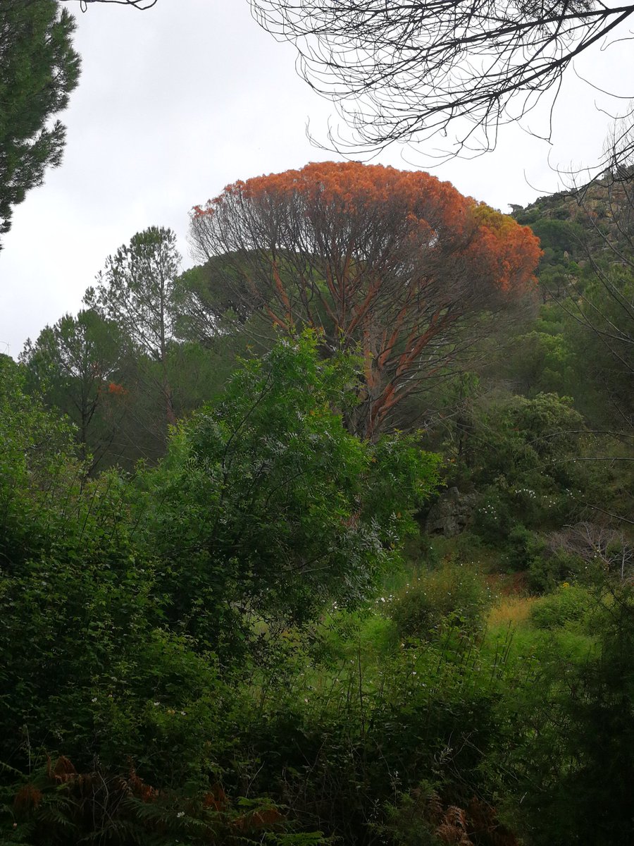 rafacalama2's tweet image. Decaimiento y mortalidad súbita (6 meses entre las 2 primeras fotos) en #pinuspinea. ¿Clima, patógenos, perfoeadoees, abandono? Identificar factores de vulnerabilidad y resistencia uno de los objetivos del proyecto #oldpine @OldGrowth_UHU @INIA_es