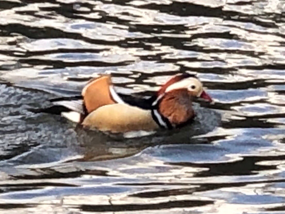 Mandy siting! #CentralPark #mandyduck