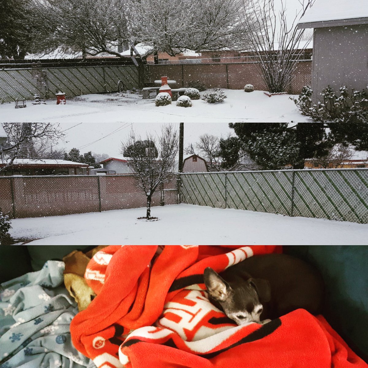 Still snowing! Crazy. Don't remember the last time my backyard was white! Dogs are still tucked in blankets. Pretty sure this is where they stay all day! #snowinarizona #snowday #arizona #arizonaauthor #saturdaymorning #dogsofinstagram #dauchshund #bjkurtz
