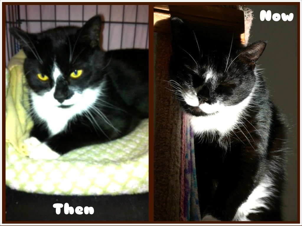 ChwkSafeHaven's tweet photo. Good Morning from #SafeHavenCats #ThenAndNow #CatOfTheWeek Ranger, #AbandonedCat, who is 6 years old & has been here almost 5 years. He needs to find a loving & nurturing #FureverHome NOW & he'd be best as the #OnlyCat!! Will you adopt a #ForgottenCat? Call us today! 604-794-7233 https://t.co/UHWS4T7yu1