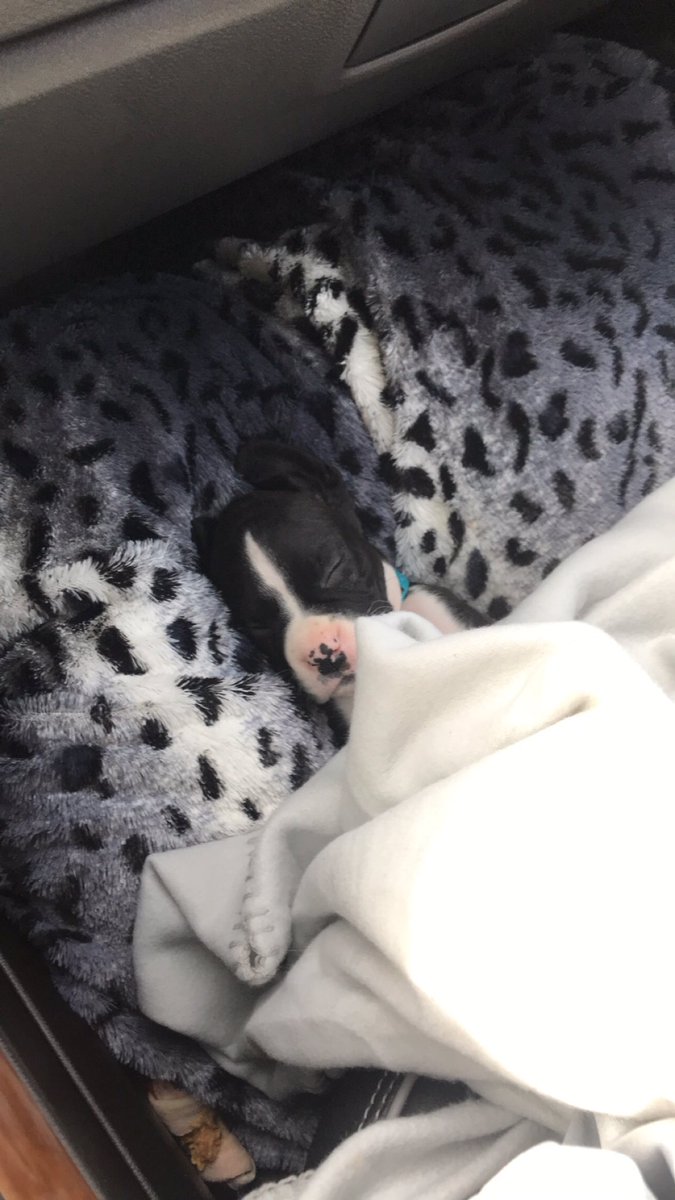 chaney_speight's tweet photo. Thought this was too cute not to share 😊 https://t.co/BljK85cWyS