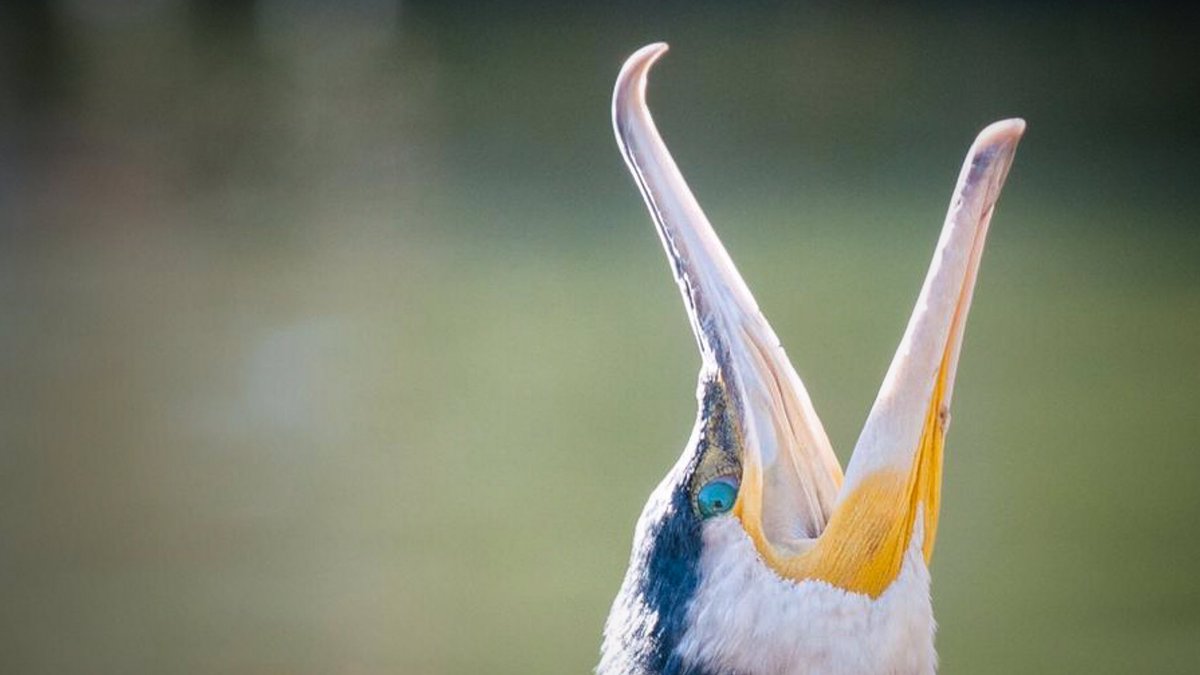 Adellanotte's tweet photo. Trabajando con el #cormorán.
Enamorado. Cada vez más #consciente de que la #Naturaleza lo explica #todo. Y #compartiendolo.
Gracias @NicolasLopezSEO
#BeAware
#phalacrocoraxcarbo
#Divulgacion #ElRetiro #birds_illife #urbanwildlife
#MadridSostenible
@SEO_BirdLife @RJBOTANICO https://t.co/dXJNoGHQNW
