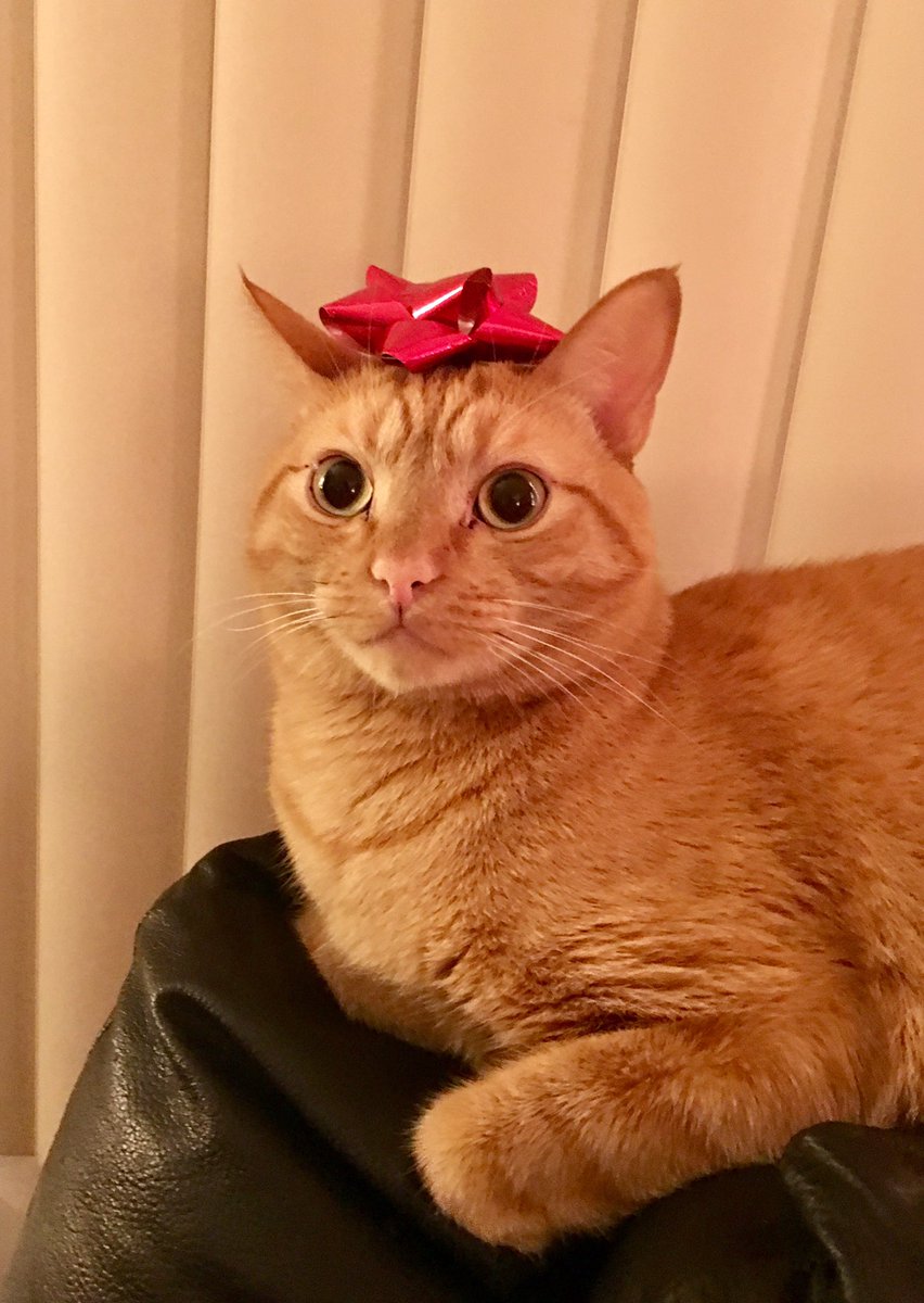 SolangeNoir's tweet image. Whaddaya mean Christmas is over?! #Caturday #wrappingpaperaddict