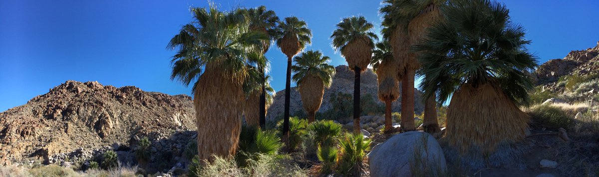 Getaway to #JoshuaTree National Park #NewYearsWeekend
With the government shutdown, no entry fee but also no facilities maintenance; we were advised to bring own toilet paper and hand sanitizer 😬
Highly recommend #49Palms trail, beautiful!