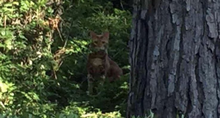 bestofnextdoor's tweet photo. "BOBCAT?!" 😨 https://t.co/7KIHFEbw5F