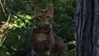 bestofnextdoor's tweet photo. "BOBCAT?!" 😨 https://t.co/7KIHFEbw5F