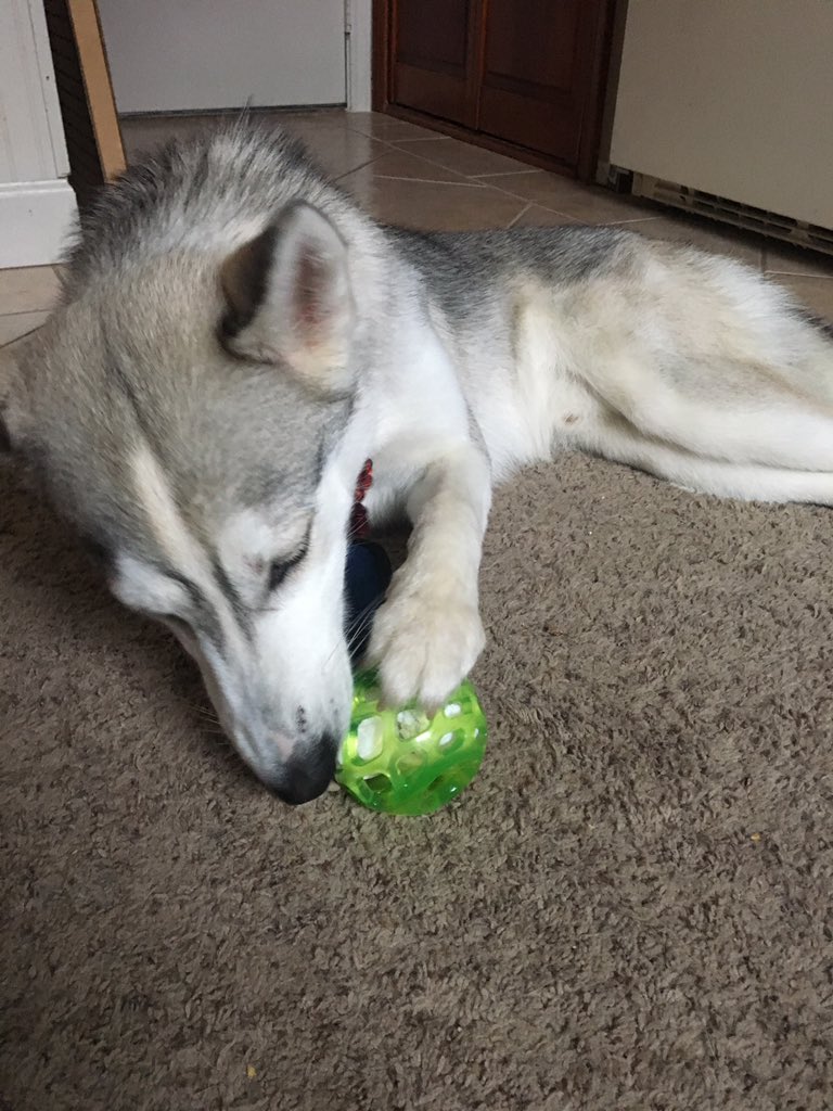 marlajojojo's tweet photo. Made the pup a #snuffleball today and he is occupied and I can actually do work. Hallelujah. https://t.co/3hpvRhg3Py