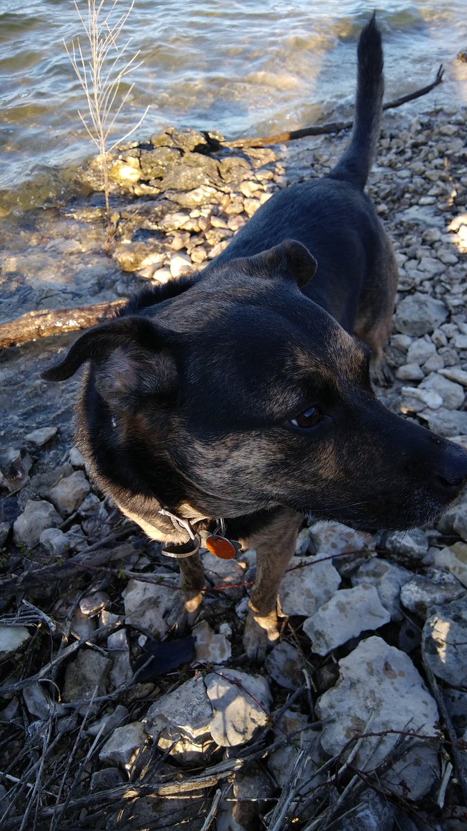 Ms_Gazella's tweet photo. Six years ago today I picked up this cutie at Austin Pets Alive, a no-kill rescue shelter. Gracie has been a great little pal and a fun hiking buddy! We celebrated yesterday with a hike at Lake Georgetown, before this weekend's cold weather! 🐕🐾#muttsaremagnificent https://t.co/jbPGfn52Yi
