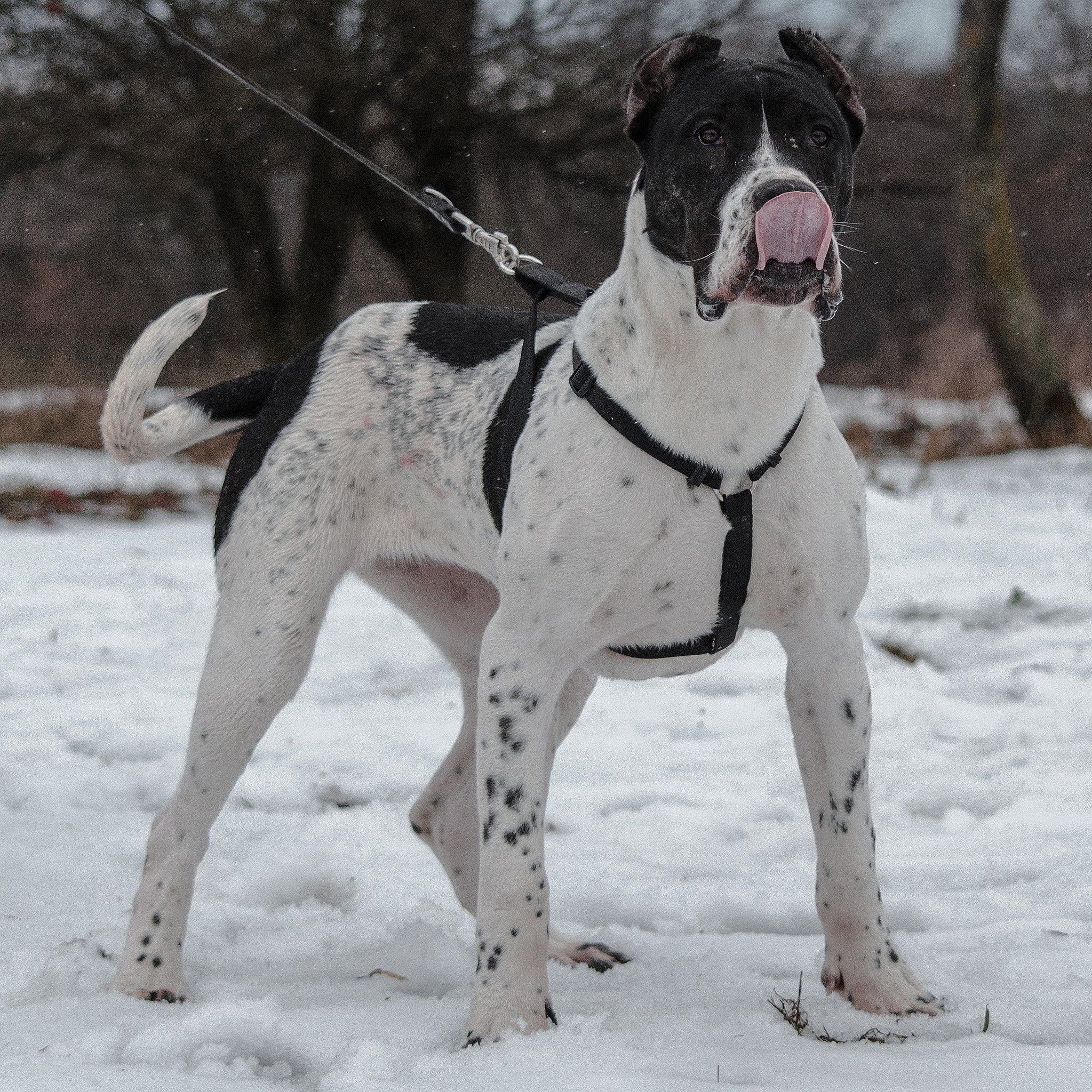 Carpatcan hotsell puppies price