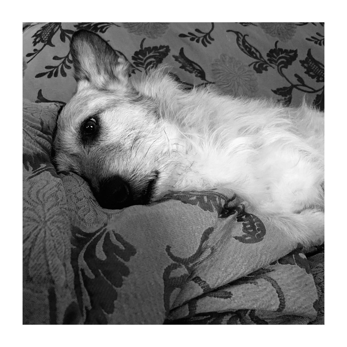constantinos___'s tweet photo. Last days of 2018. #MiloDog https://t.co/BZsaTH5V2U