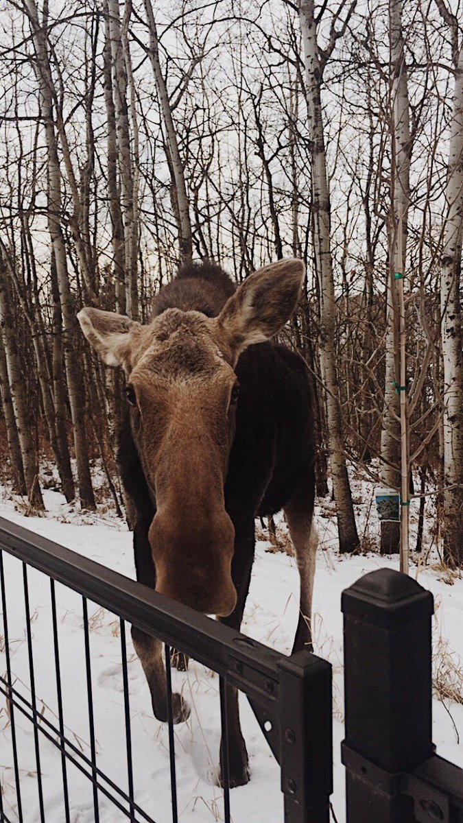 birdie993's tweet photo. Found a friend in my backyard this morning ☺️🇨🇦 https://t.co/nXKbXv1E2c