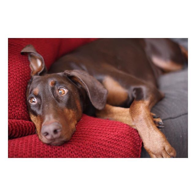 ericdstrand's tweet photo. Cali’s favorite activity = snuggles. .
.
.
@calithedobe #doberman #dog #dogsofinstagram #canon #photography #nofilter https://t.co/E6hM4OaubD https://t.co/bGWC3iyxpH