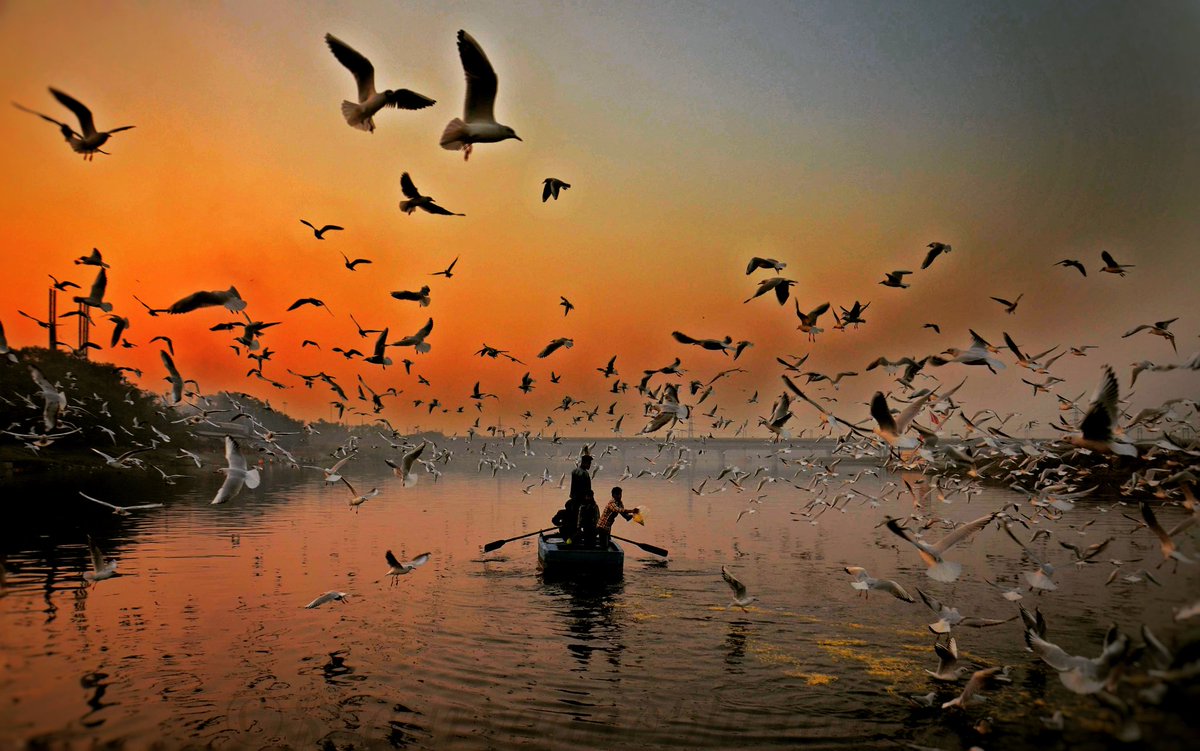 shauryayadav11's tweet image. #Beauty of #seagulls over the #tributary River of the #Ganges - #River #Yamuna in New Delhi. #Copyright Photo By #Shaurya #Yadav...
 @PJournalistNews @_Delhiites @deepthoughts @_delhiwale @delhihai @wearegurgaon @incredibleindia #exploreindia @seagull @originalpoi @delhiexplorer