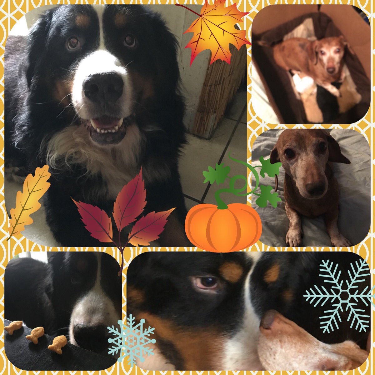 Melm771's tweet photo. 🌺
Please consider my campaign to help me avoid homelessness. These pups are the world to me I don’t want to let them down.
https://t.co/lZn9WISfBB
🌸
https://t.co/933K9FaF4B
🙏🏻
#crowdfunding #HelpaHuman #RandomActsOfKindness #NewYear #SaturdayMotivation #gofundme https://t.co/3ZmyUPh1GW