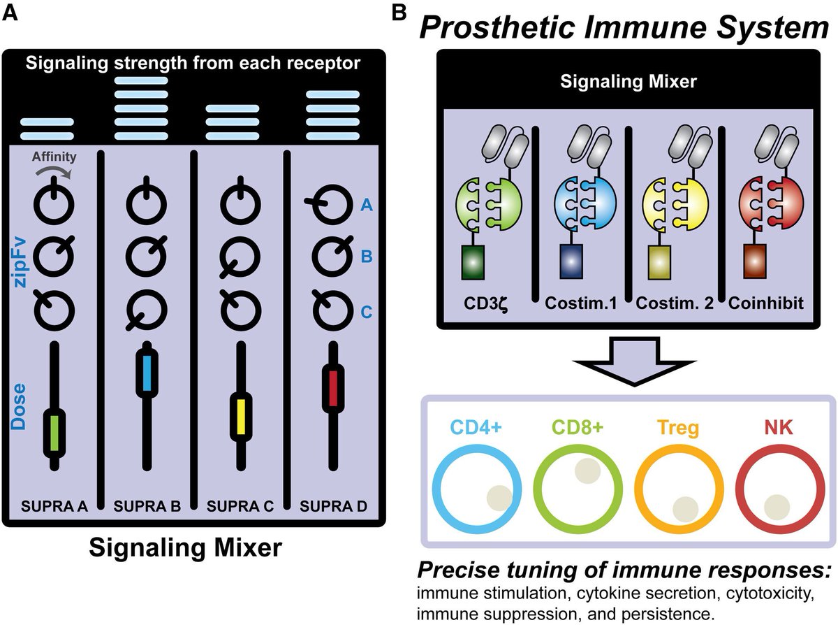mmw_lmw's tweet photo. SUPRA #CAR T Cells | Universal #ChimericAntigenReceptor for Multiplexed and Logical Control of T cell responses: Engineering #ProstheticImmunity | Wilson Wong @BU_Tweets @CellCellPress https://t.co/r1O8A3ToH5 | #2018_ReCap_Apr https://t.co/sFV4YEmpYf