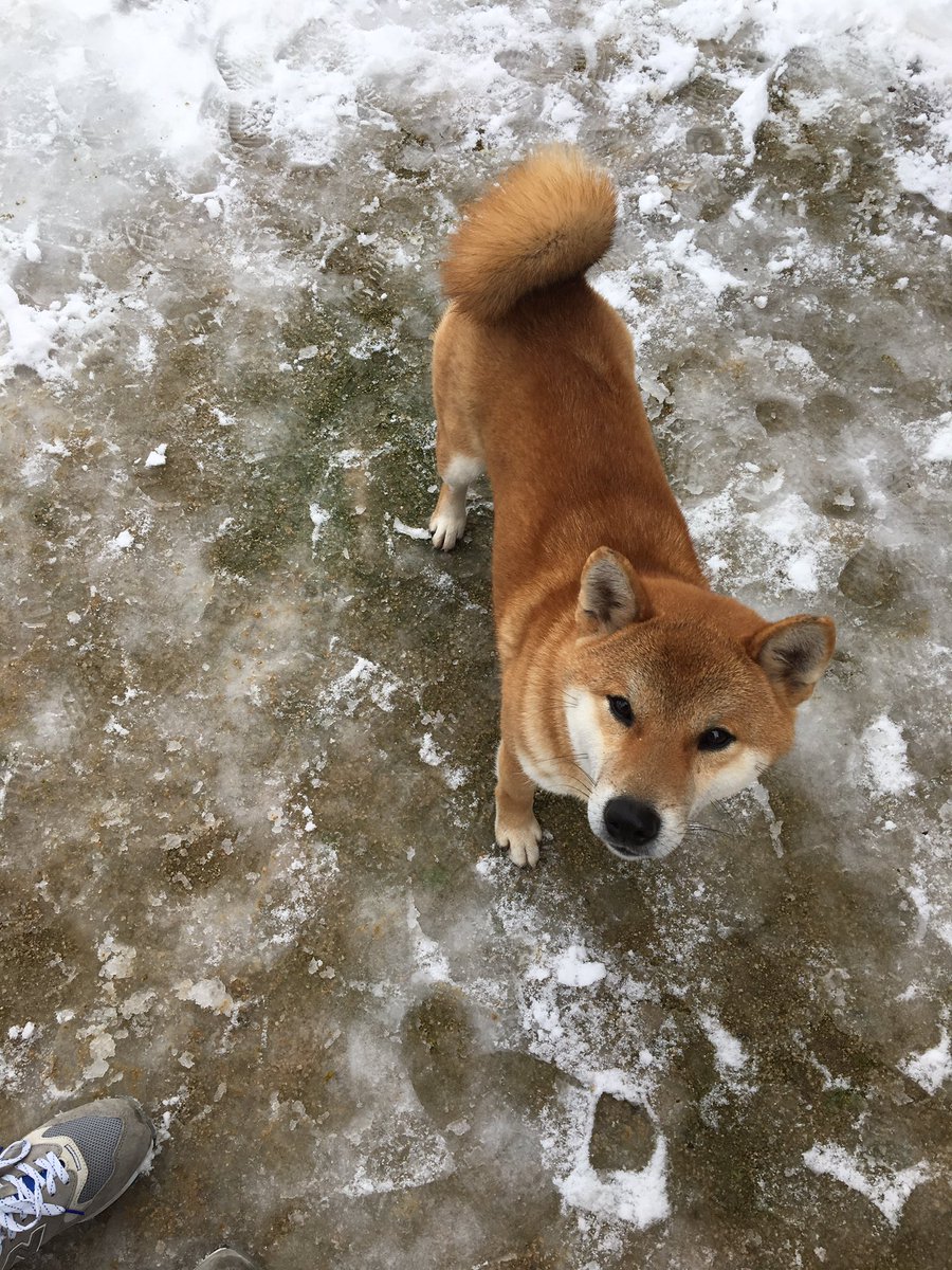 H Sakamoto 迷子犬です とても人なつこい大人しい柴犬の男の子です まだ若くて綺麗な子だから迷いたてなのか