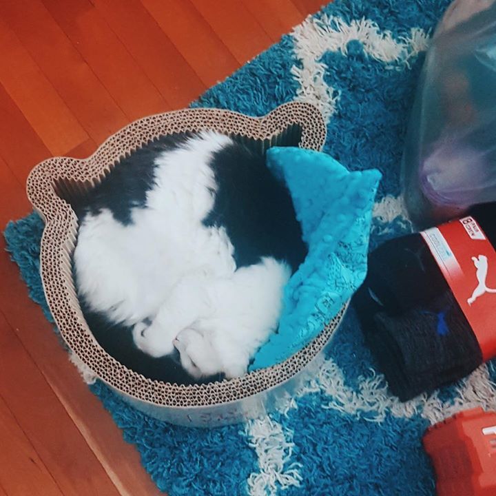 one_fluffy_cat's tweet photo. https://t.co/lP59Vhi9gY
