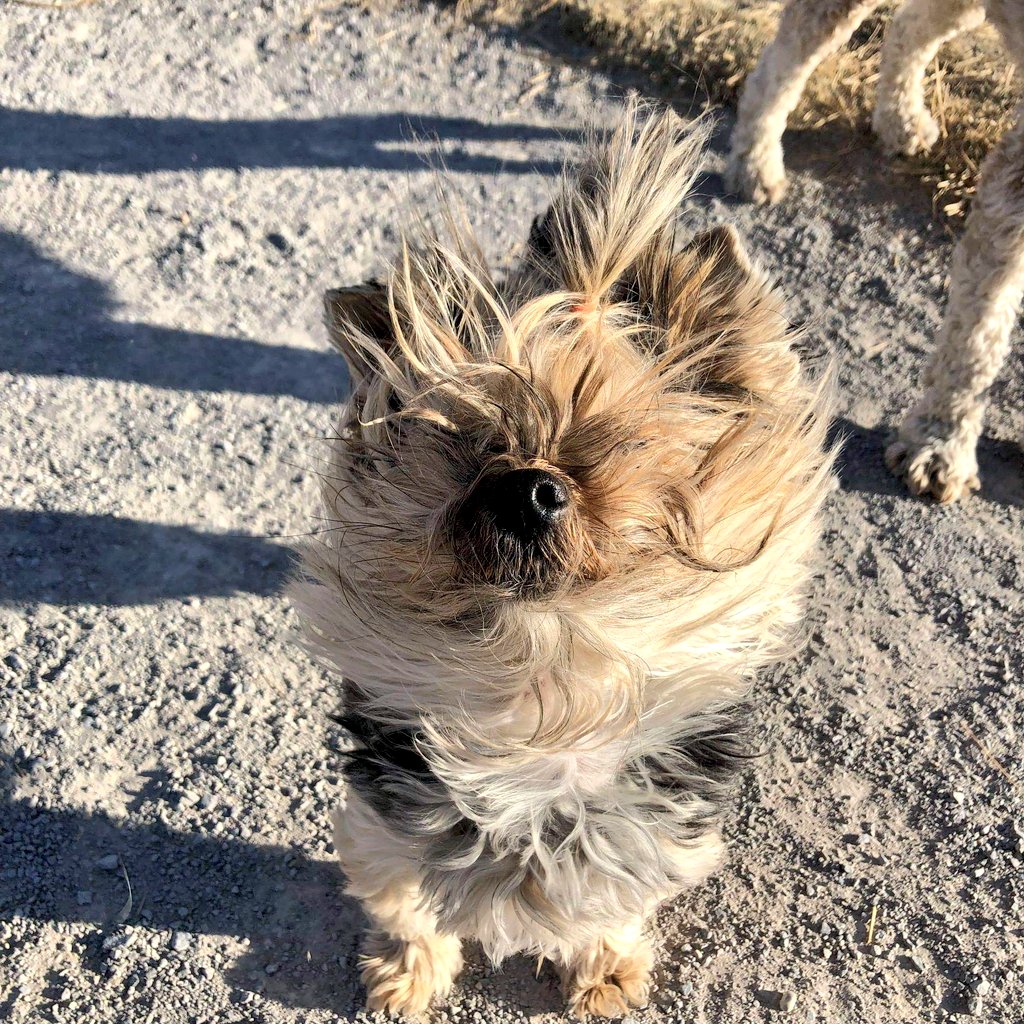JogMyDogYQL's tweet photo. How we are all feeling in Lethbridge today 😂 Make sure the latches on your gates are firmly closed!💨 #yql #yqlwind #windyday https://t.co/zWFhmuH4Rf