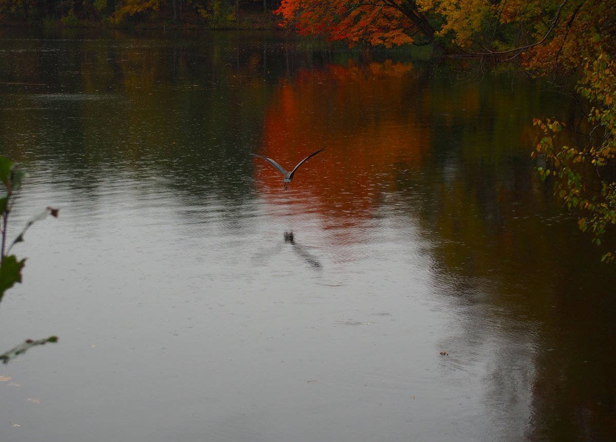 CidaZeeb's tweet photo. A flying heron over the #NashuaRiver at the #MineFallsPark in #NewHampshire #river #park #smalltown #peaceful #nature #photography #NaturePhotography #ThePhotoHour #500pxrtg #PhotoRTG https://t.co/l21T15PJv0