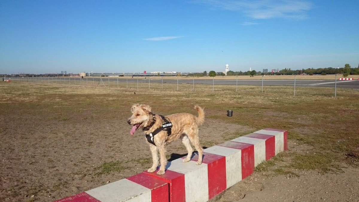 canis_lupus_76's tweet photo. @thf_info @feldomma @KiezInAktion @Til_Heuser @Parkring_online @haus_104 @stadtnatur @BUND_Berlin @kit1855mm @Netzwerk_BB Danke https://t.co/UlM0IzOJQg
