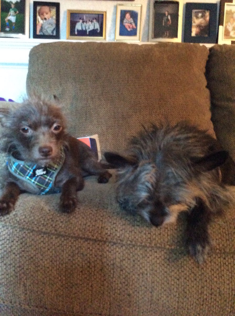 Vicki200722's tweet photo. @PascoSheriff This is Splinter and Dixon. Splinter (looking at camera) is my service dog. He detects my seizes. I have a Trumatic brain injury I received on duty as a Toledo Police Officer. https://t.co/hkKJYSOy8B