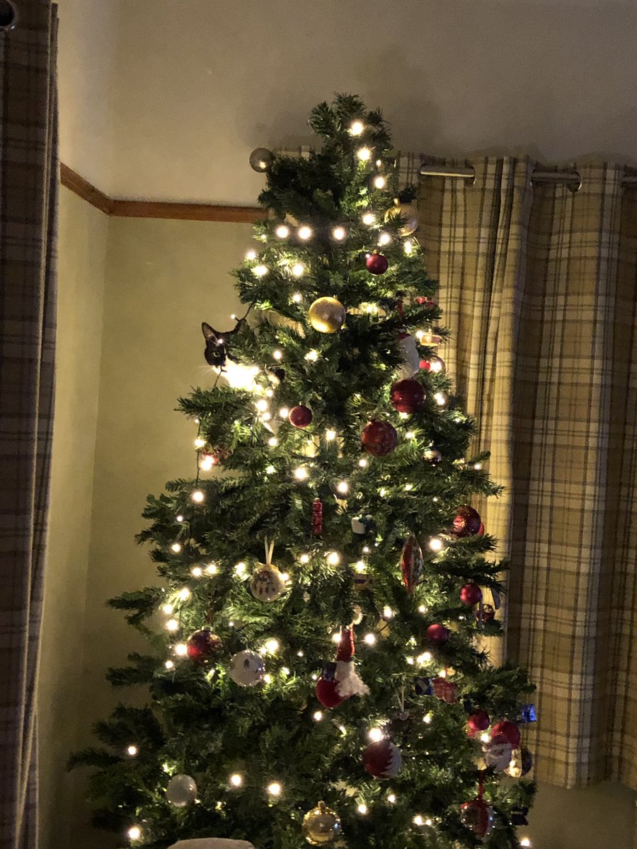 DevonCowlsy's tweet photo. Time for the tree to come down before Derek wrecks it #findthecat #alwaysderek https://t.co/4GX4pqlMoK