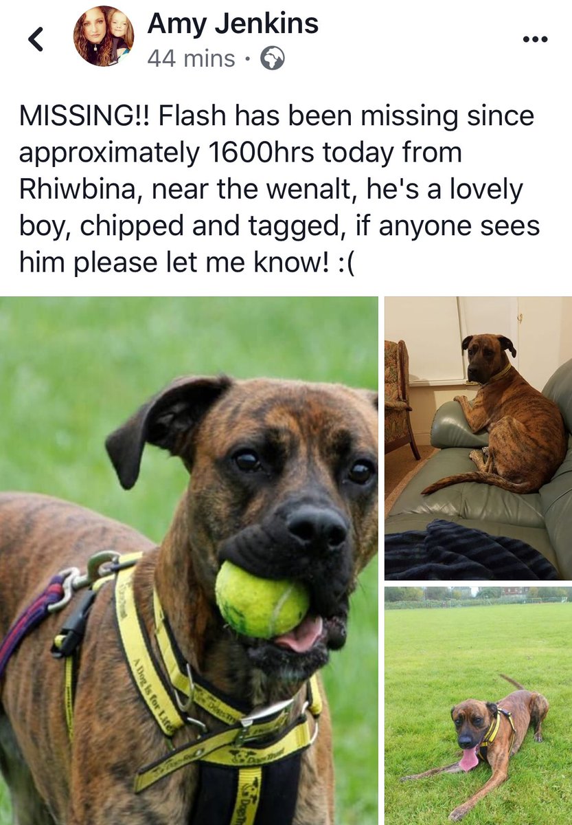 Can we help to find Flash please missing from Rhiwbina? Thanks