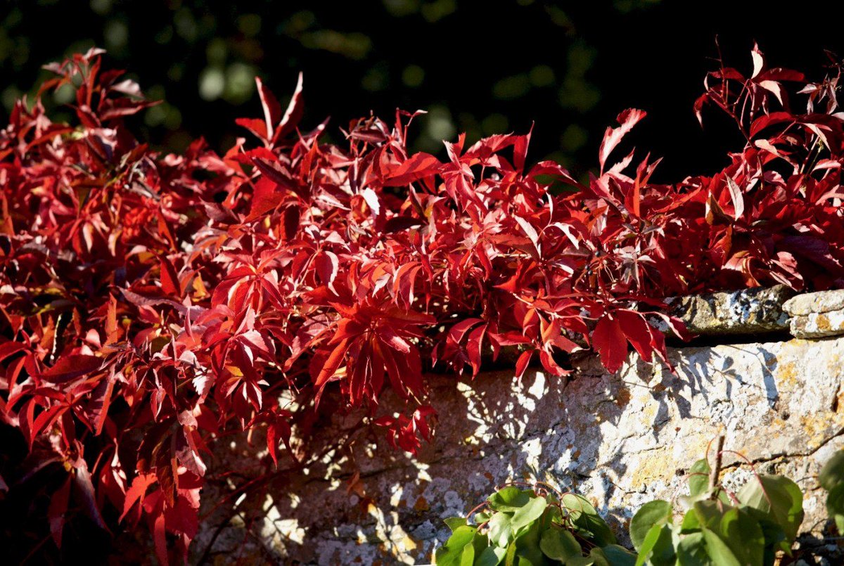 Gardeners_Path_'s tweet image. Gardening 101: Virginia Creeper gardenista.com/posts/gardenin… #virginiacreeper #growingguide