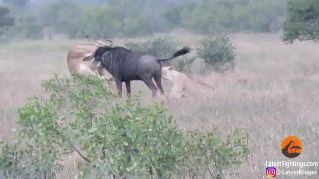 ライオン2頭に押し倒されるも、必死の抵抗を見せるヌー。野生動物の激しい戦いが凄いについて bit.ly/2BMuwX5