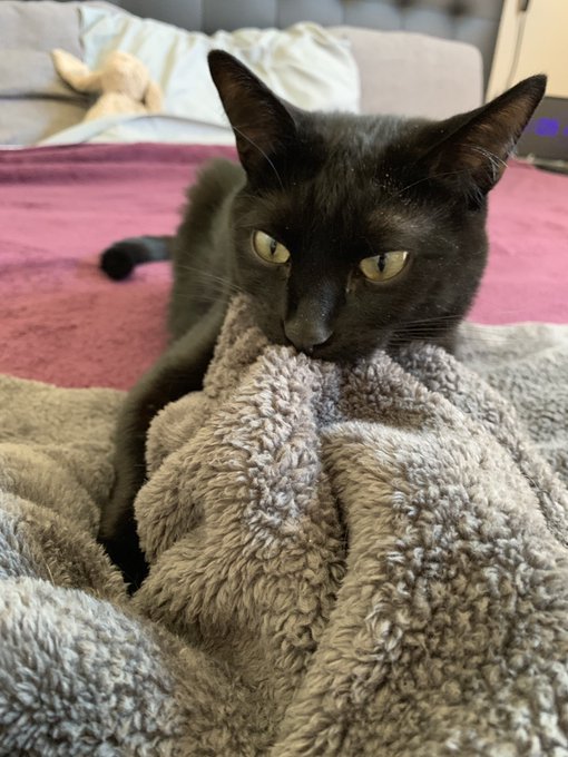 He cronch https://t.co/AU3Spg6GKA