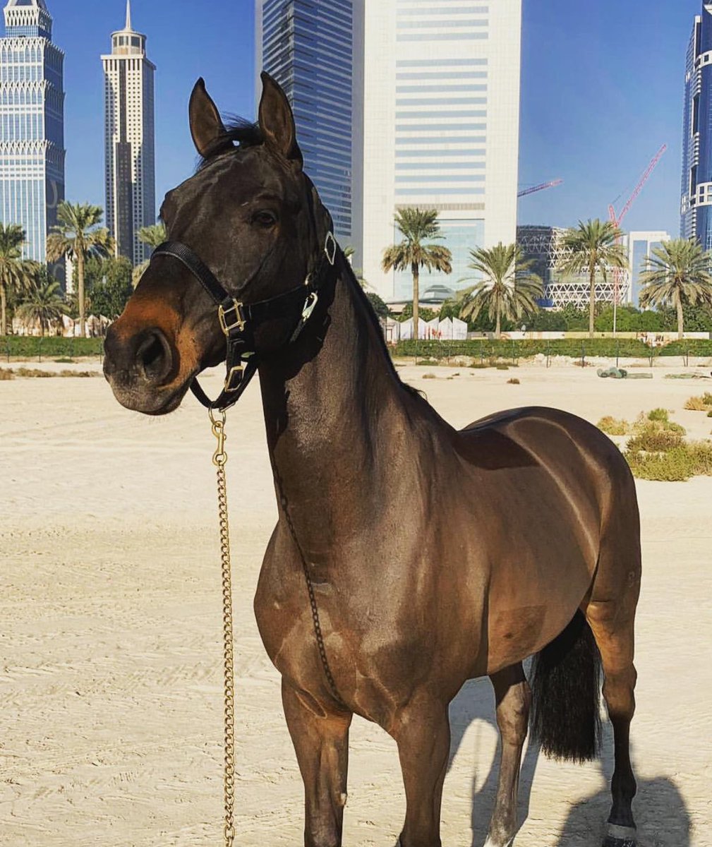 Just Equine tweet media