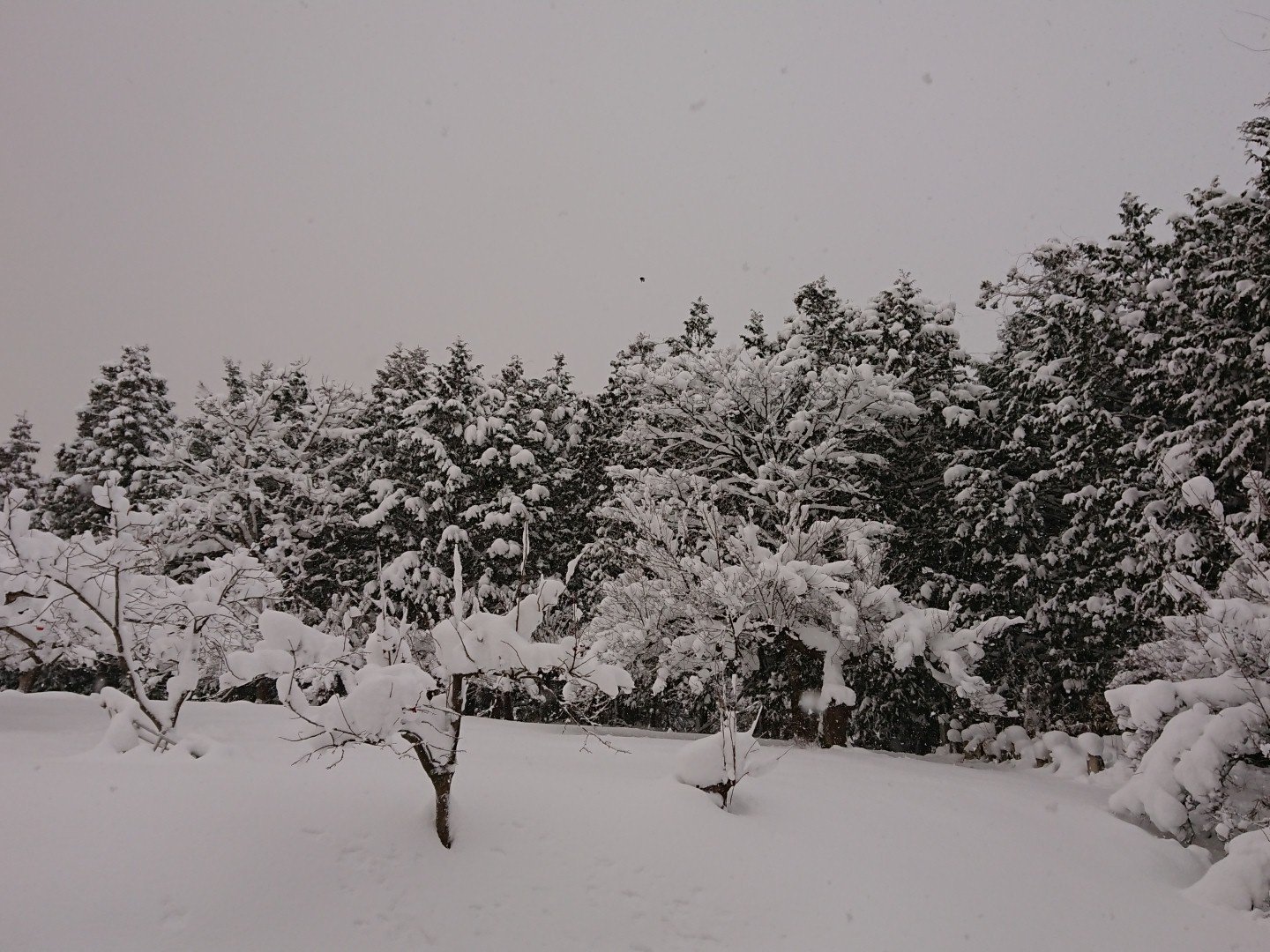 タカボー 雪国かよw 福島市天気 福島市 大雪