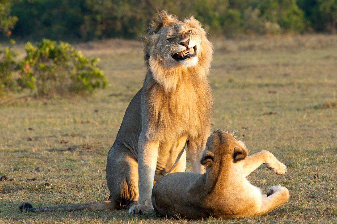 Chris Henderson on Twitter: "@DeafFratGuy This super chill sмiling lion Ƅoning his lady lioness friend needs to Ƅe мade an honorary мeмƄer of the Serengeti chapter of Delta Fu Gaммa. https://t.co/PGHRkAqqsK" /