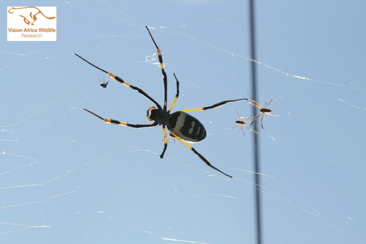 VAWresearch's tweet photo. #spider #goldenorbweb #arachnid #southafrica https://t.co/6apJ5MEIpO